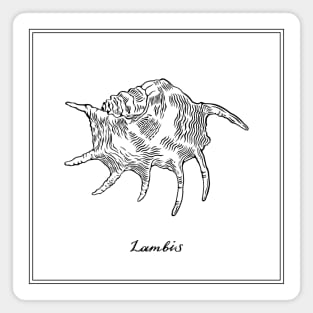 Lambis or Spider Conch. Retro style illustration. Magnet